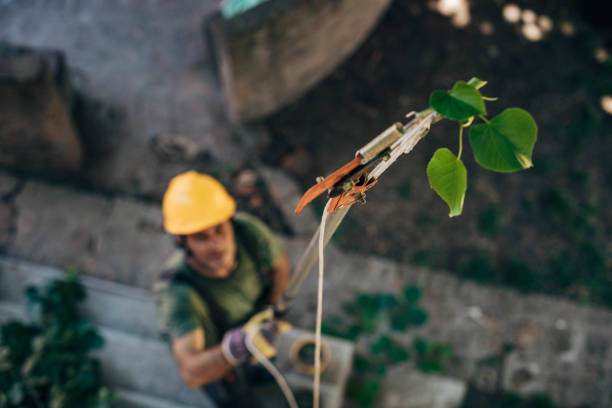 Reliable South Pasadena, CA  Tree Services Solutions