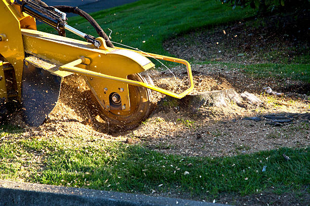 Why Choose Our Tree Removal Services in South Pasadena, CA?